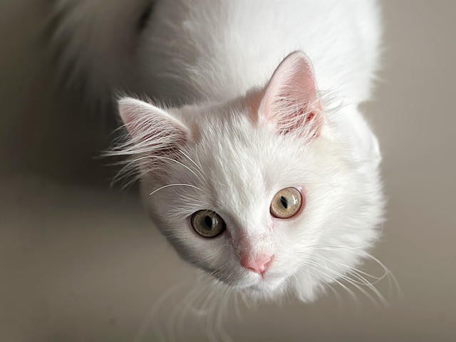 貓咪口腔健康知多少？日常護理不可少！